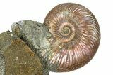 Iridescent Pyritized Ammonite (Quenstedticeras) Fossil Display #368824-1
